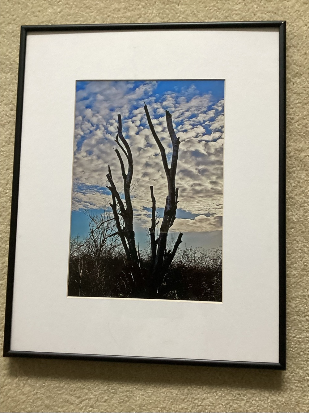 Framed Silhouette Tree Photography Wall Art - Blue Sky
